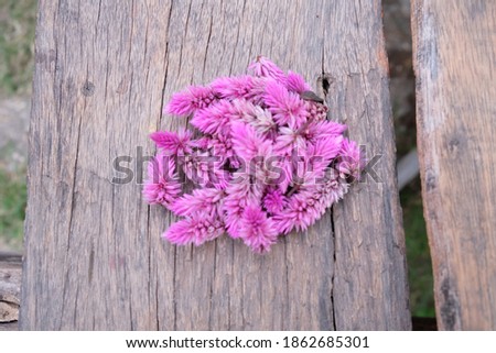 Purple and white Celosia argentea on wooden background