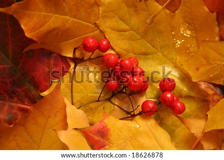 Ashberry cluster on autumn yellow maple leaves