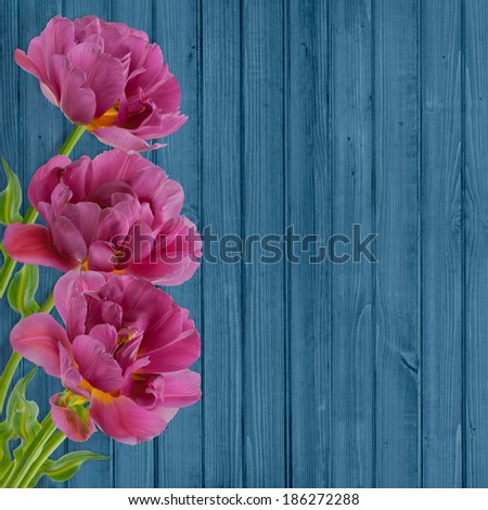 Beautiful bouquet of  tulips on blue wooden background