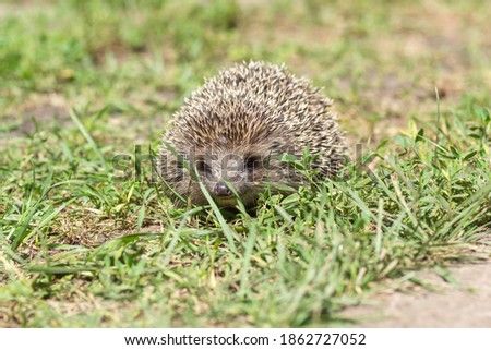 little hedgehog walking on green grass