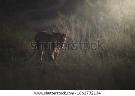 Lion (Panthera leo) in serengeti National Park, Tanzania.