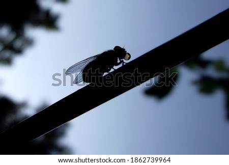 silhouette of fly making bubbles in its mouth at sunset