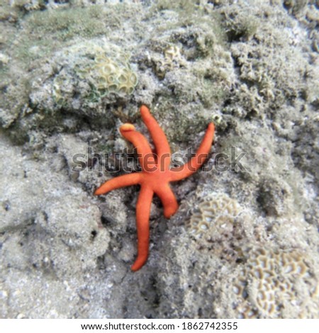 starfish are swimming on coral reefs at sea waters blur . blurry background