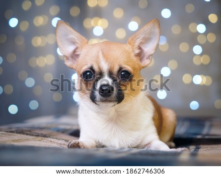 Chihuahua dog on holiday bokeh background