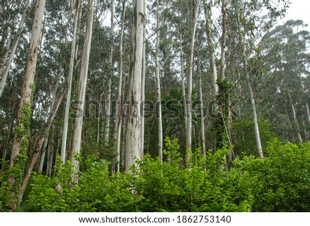 Eucalypt trees green forest landscape 