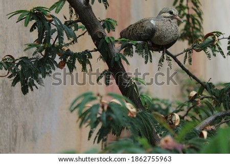 bird in its natural habitat, on a tree