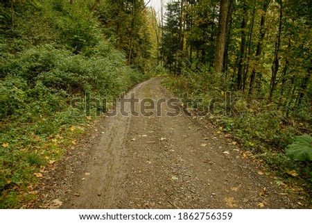 Forest road deep in the woods of Slovensky raj, Slovakia