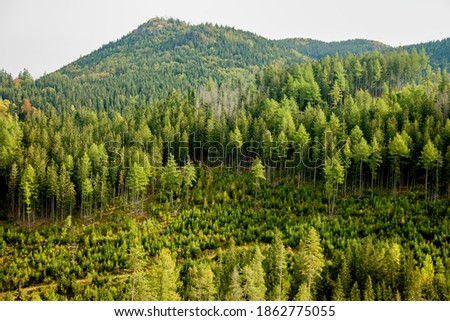 Young coniferous forest under the hill Borovniak (Ondrejisko), Slovakia
