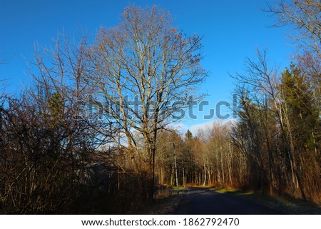 Nice view over asphalt road next to a forest. A blue sky a autumn day. Very colorful picture. Nice climate and weather. Järfälla, Stockholm, Sweden.