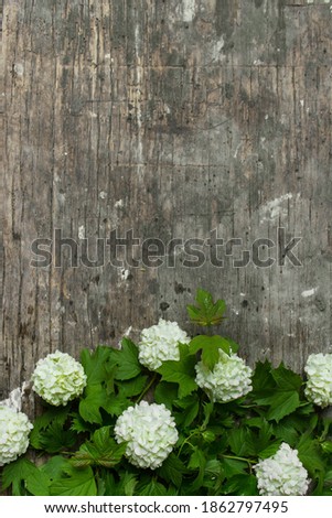 Styled stock photo. Feminine digital product mockup with Viburnum Boulle-de-neig flowers, and wooden grey background. Flat lay, top view. Picture for blog or social media