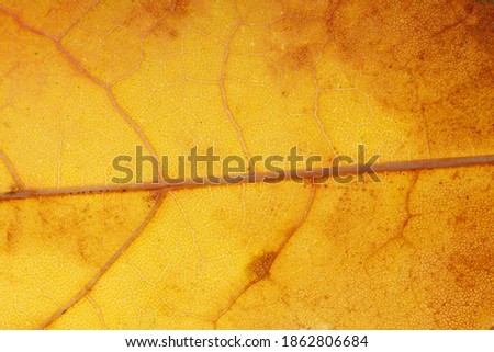 colored maple leaf close up. background for designer