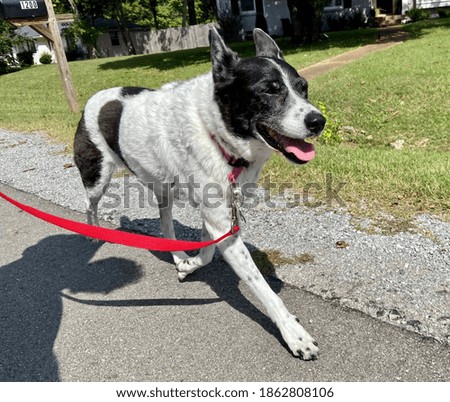 Happy dog on a walk