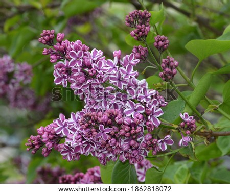 Sensation Lilacs_Syringa vulgaris 'Sensation' - several clusters of the purple lilac with white bordered petals. The flower's buds and leaves in the background.  Royalty-Free Stock Photo #1862818072