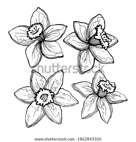 Four graceful daffodil flowers. Hand-drawn black and white image of flowers, isolated on white background.