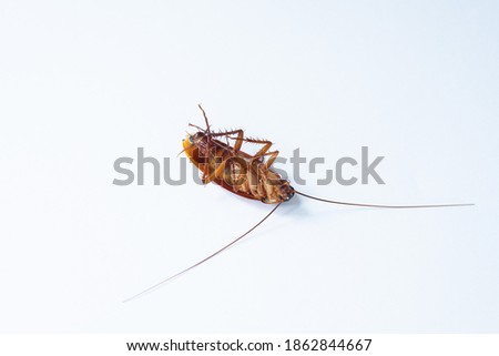 dead cockroach on white background
