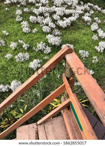 The planting of edelweiss flowers and grasses alternating beautiful from the top of the wooden steps on a sunny morning makes the heart feel calm