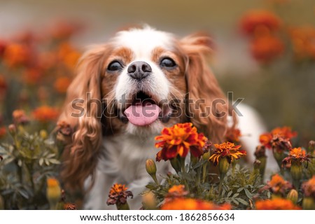 Cute cavalier king charles dog with tongue out among orange flowers. Close up pet portrait  Royalty-Free Stock Photo #1862856634