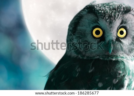 Boreal Owl against the moon at night