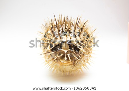 Picture of a dead and dry blowfish with a white background.