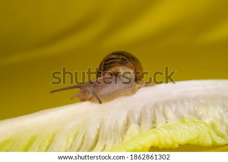 Snail with broken shell, running through a lettuce
