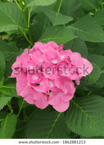 This is a picture of beautiful hydrangeas.