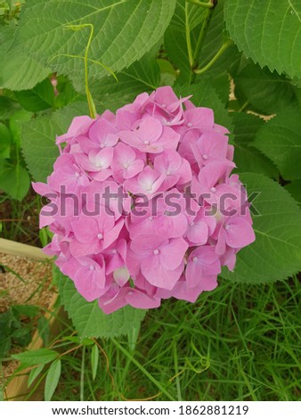 This is a picture of beautiful hydrangeas.