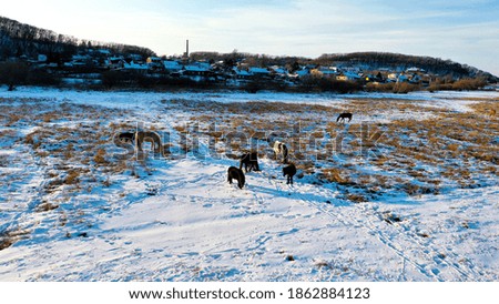 Horses grazing on the background of the village in winter photographed with a drone