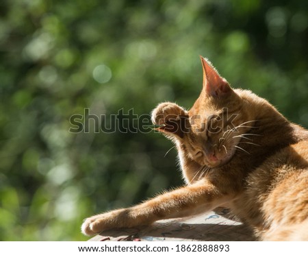 dramatic image of orange tabby cat cleaning himself enjoying some afternoon sunshine, licking his paws and washing his face.