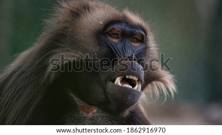 A portrait of a male Gelada Baboon.