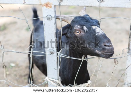 The pattern goat in fence