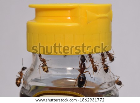 Ants eating honey on plastic jar caps.