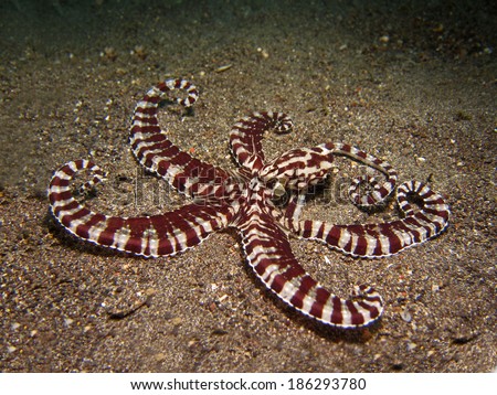 Mimic Octopus Royalty-Free Stock Photo #186293780