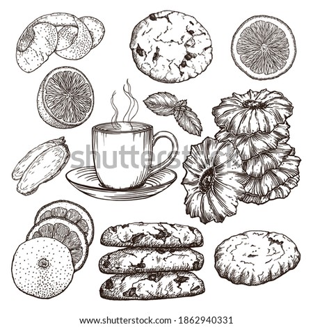 Set of isolated sketches cookies and tea with lemon. Drawn by hand in ink. Dessert on party, holiday and birthday. Black outlines of vector elements on white background.