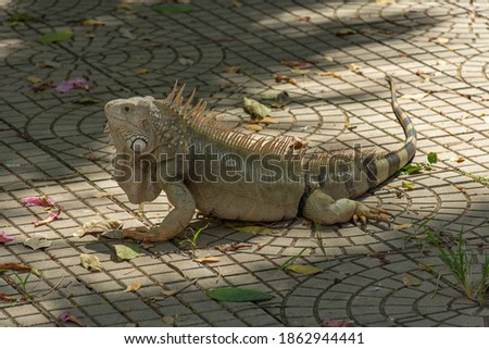 The white iguana of the natural park Gallineral sited in the city of San Gil, Santander, Colombia