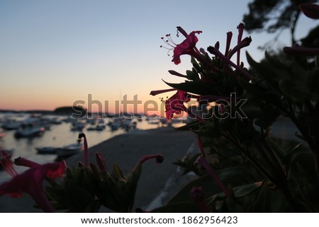 Sunset in Hvar Croatia with Wild Flowers