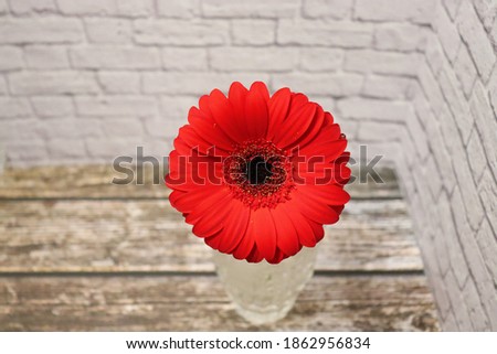 Red gerbera stands in a vase on a wooden table, close-up. Beautiful flower. A romantic surprise. Decoration for the home.