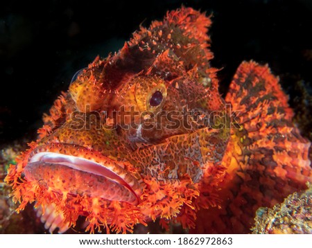 Bearded scorpionfish (Scorpaenopsis barbata) near Anilao, Batangas, Philippines. Underwater photography and sealife.