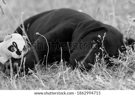 Cute portrait of an 8 week old black Labrador puppy lying on the grass with it's favourite toy
