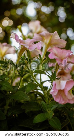 photo of artistic pink petunia flowers in the garden