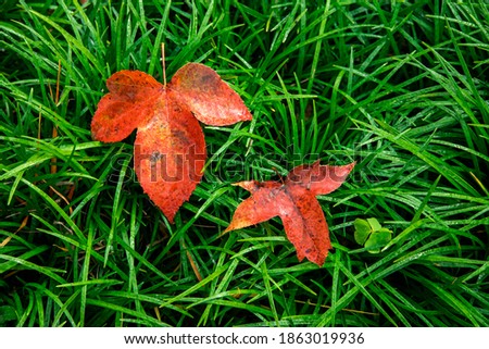 The Red Maple leaves of autumn fall on the green grass.