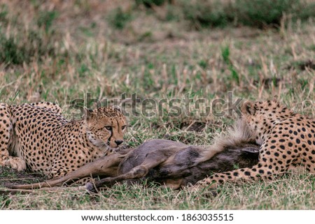 Cheetahs Feasting On its Prey Warthog Maasai Mara National Reserve Narok county in  Kenya. The cheetah (Acinonyx jubatus) is a large cat native to Africa and Southwest Asia (today restricted to centra