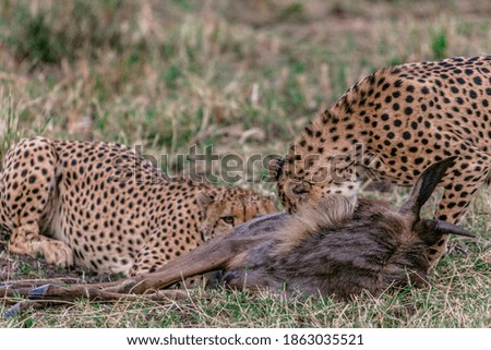 Cheetahs Feasting On its prey Warthog Maasai Mara National Reserve Narok county in  Kenya. The cheetah (Acinonyx jubatus) is a large cat native to Africa and Southwest Asia (today restricted to centra