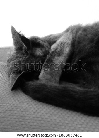 Sleeping grey cat in black and white