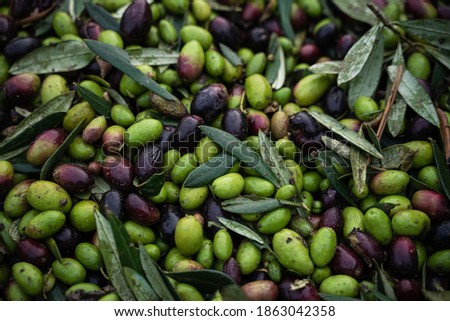 Olives Oil Texture during harvest