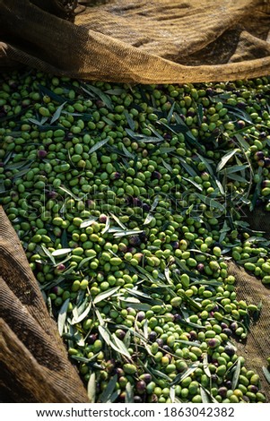 Olives during the harvest on the lot