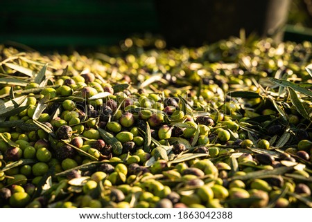 olives during the harvest in the early morning light