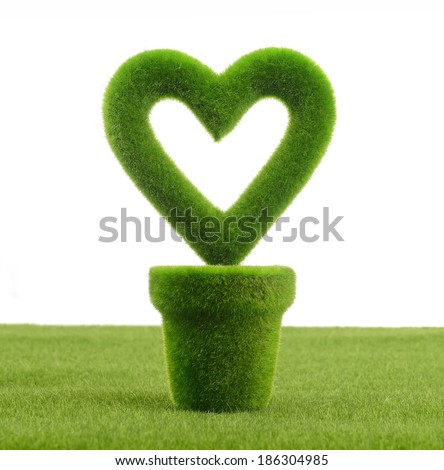 Heart shaped plant in a pot