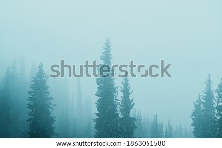 Misty fog in pine forest on mountain slopes. Moody photo of winter and autumn season.