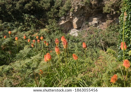Wild Red Hot Pokers or Torch Lilies (Kniphofia) Growing on Waste Land on the Island of Tresco in the Isles of Scilly, England, UK