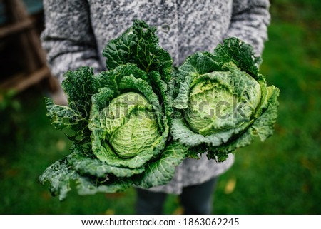 Woman holding two heads of savoy cabbage Royalty-Free Stock Photo #1863062245